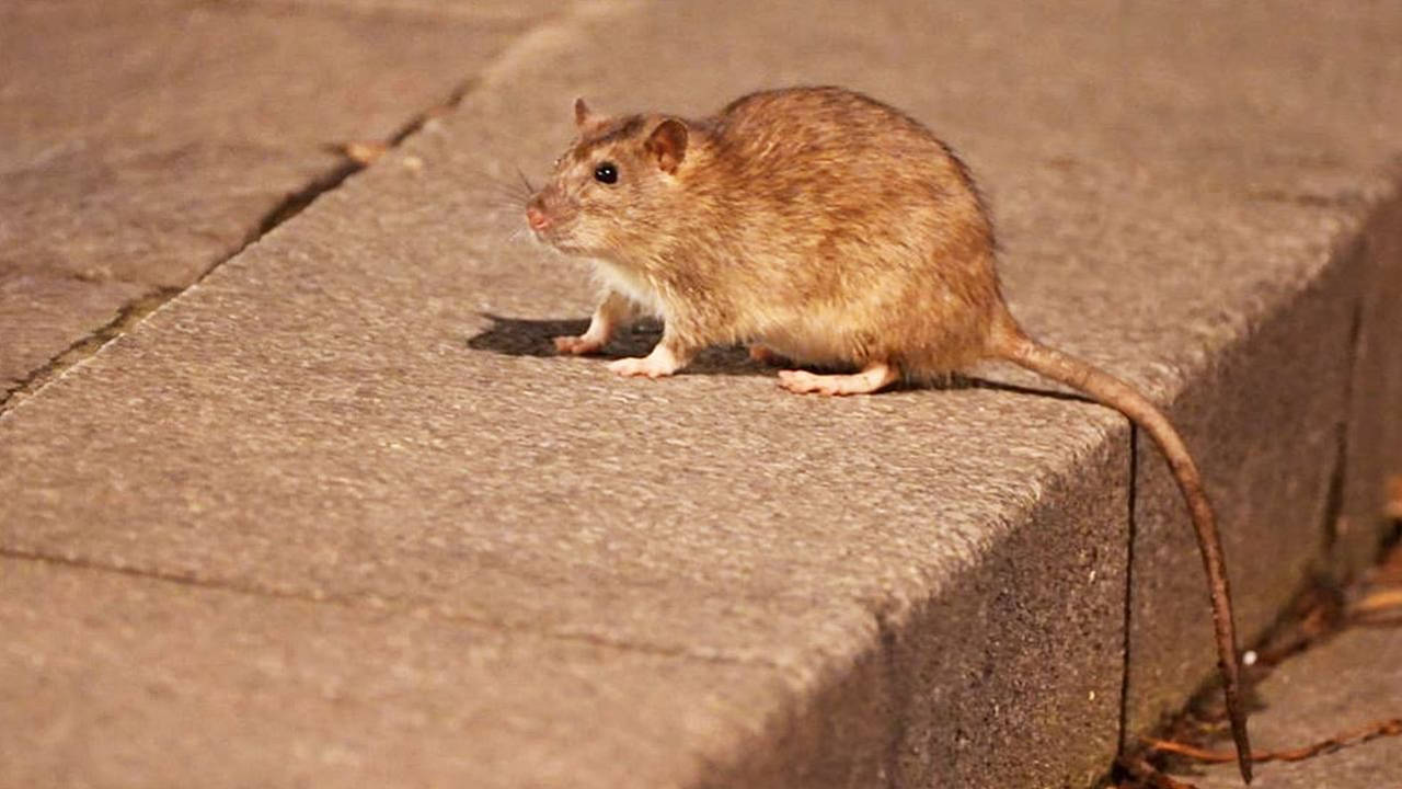Rats : peur sur la ville